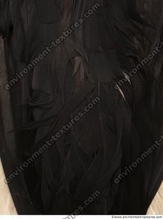 feathers 0006